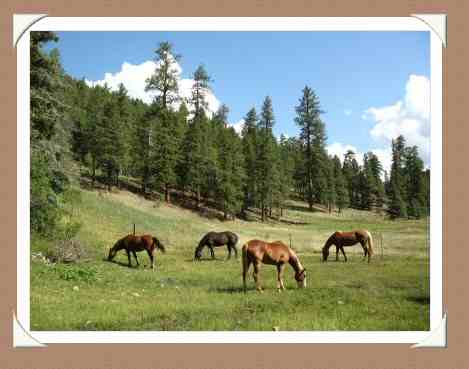 Horses Grazing in Los Pinos' Pasture