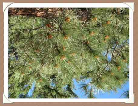 Pine Needles