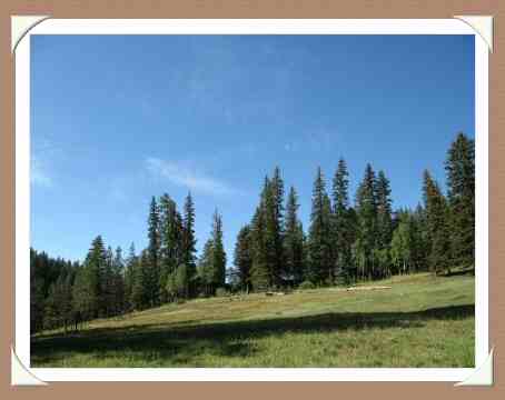 Los Pinos Ranch Pasture