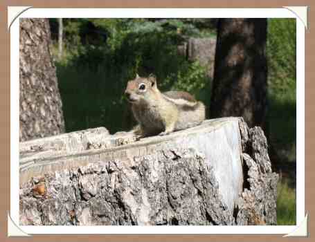 Ground Squirrel on Los Pinos Grounds