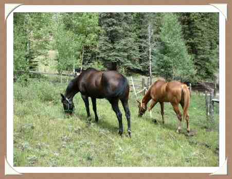 Los Pinos Horses Grazing in Pasture