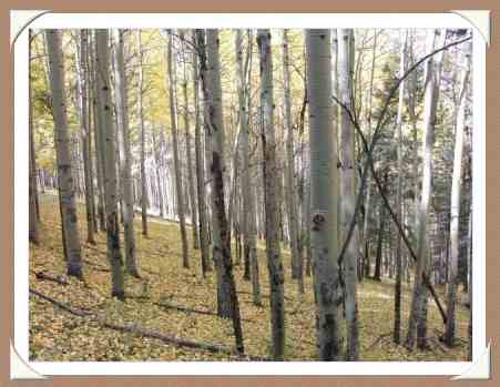 Aspen Grove